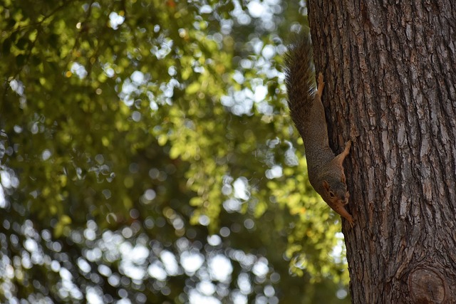 的重要一步 的重要一步